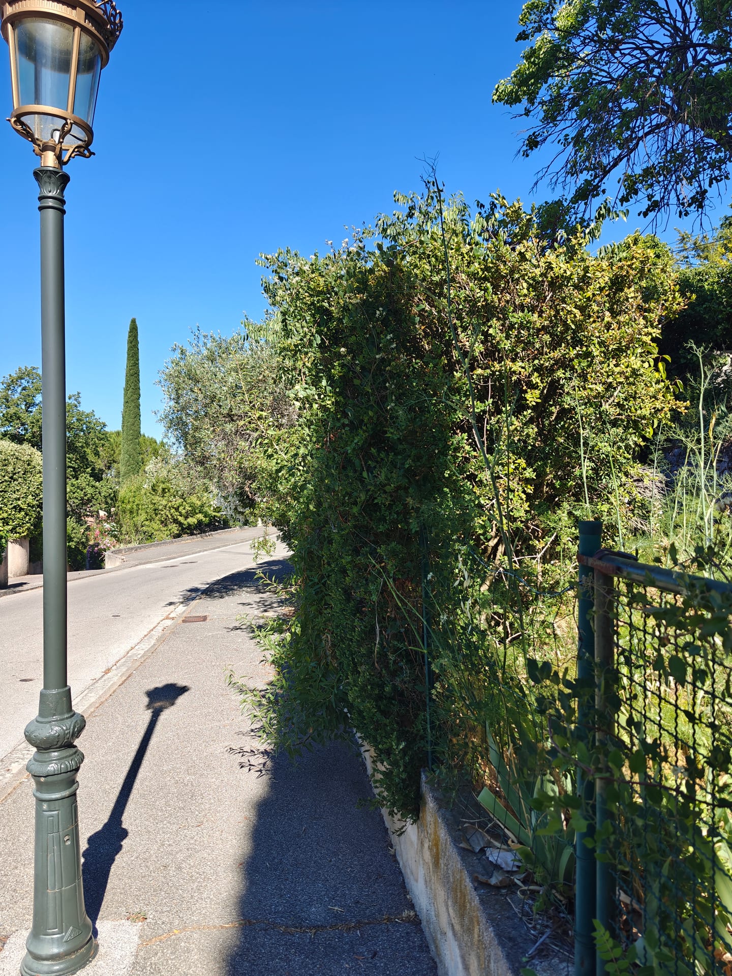 Haie avant intervention : Haie brouillonne, volumineuse